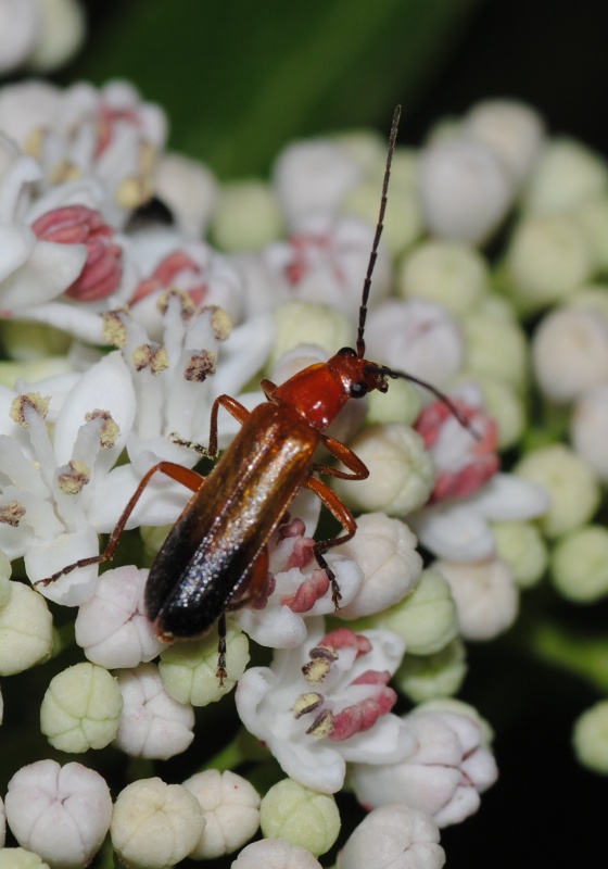 Id (2): Rhagonycha fulva